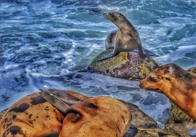 sea lion