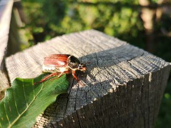 Close-up of insect on tree stump