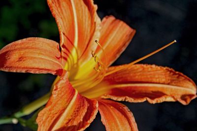 Close-up of day lily blooming outdoors