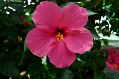 Close-up of pink hibiscus blooming outdoors