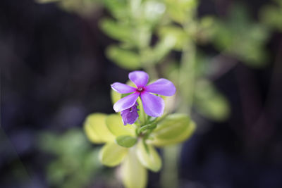 Close-up of purple flowers blooming outdoors