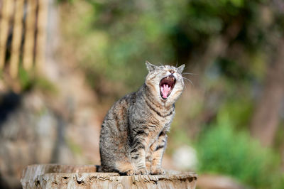 Cat sitting on log yawning