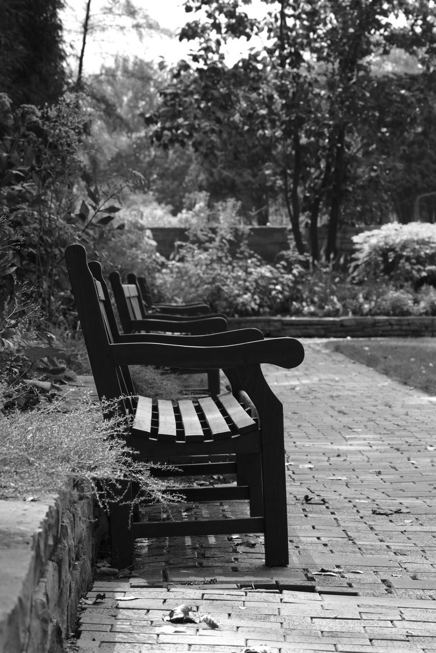 black and white, seat, plant, tree, monochrome photography, bench, nature, monochrome, park, empty, day, no people, white, absence, park - man made space, park bench, wood, chair, black, furniture, footpath, outdoors, tranquility, growth, sunlight, land, relaxation, beauty in nature, tranquil scene, architecture