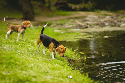 Dogs on grass