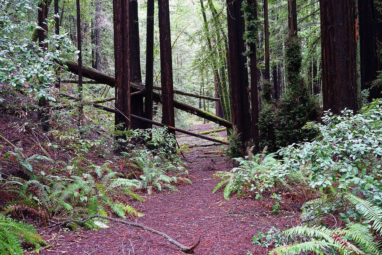 TREES AND PLANTS IN FOREST