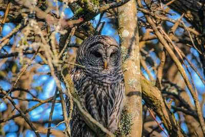 Low angle view of owl perched in tree
