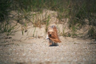 Yorkshire terrier walking at sandy beach