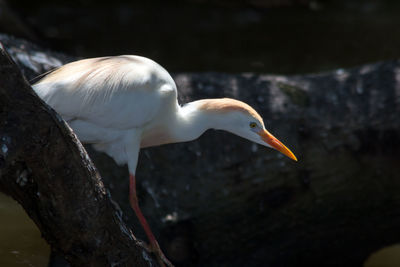 Close-up of bird