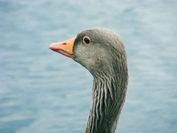 Close-up of duck