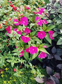 High angle view of pink flowers blooming outdoors