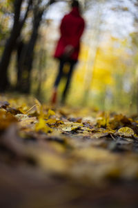 Surface level of yellow autumn leaves