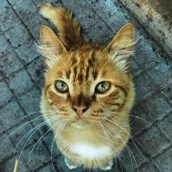 Close-up portrait of cat