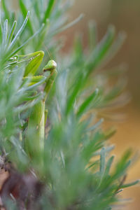 Close-up of insect on plant