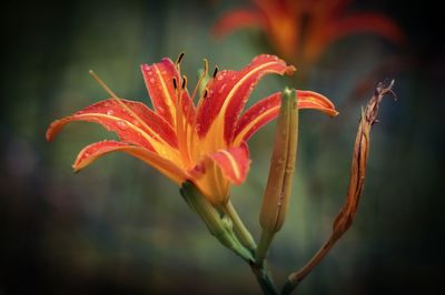 Close-up of red flower