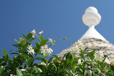 Close-up of white flowering plant against blue sky