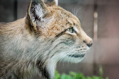 Close-up of a cat looking away