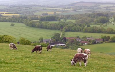 Cows grazing on grassy field