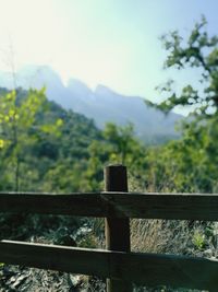 Trees and mountain against sky