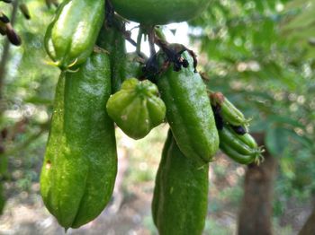 Close-up of fruits growing on tree