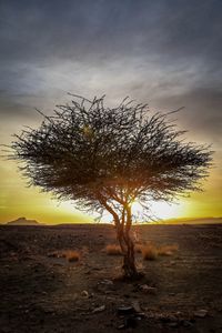 Bare tree against sky during sunset