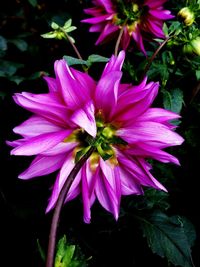 Close-up of pink flowers blooming outdoors