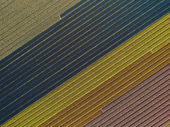 Full frame shot of colorful flowers growing on field