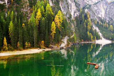 Scenic view of lake by trees in forest