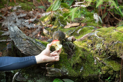 Cropped hand feeding apple to squirrel in forest