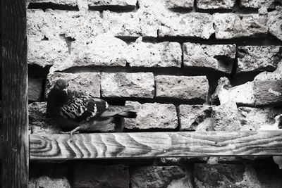 View of birds on wall