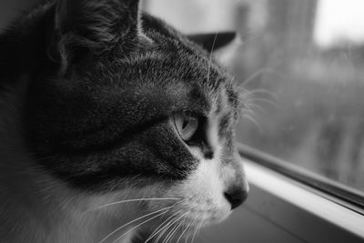 Close-up of a cat looking away