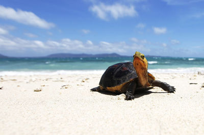 View of turtle on beach against sky