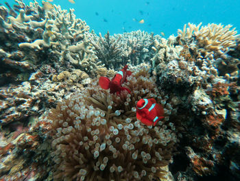 View of coral in sea