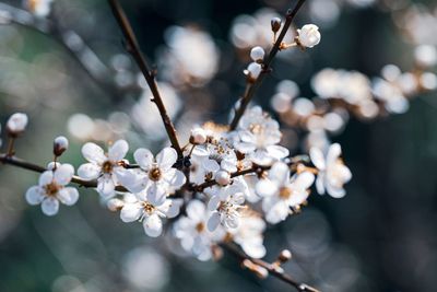 Close-up of cherry blossoms in spring