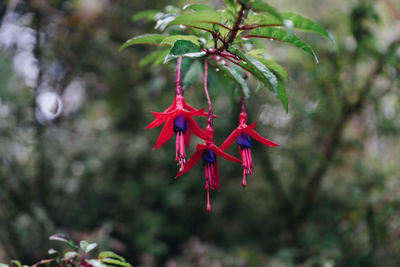 Close-up of red flowering plant
