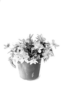 Close-up of flower pot against white background