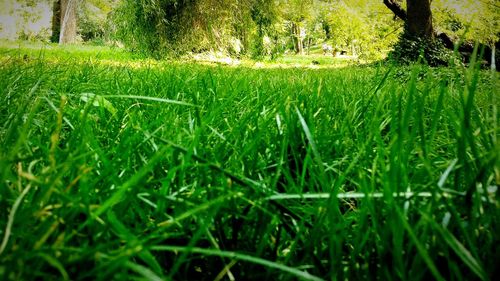 Grass growing on grassy field