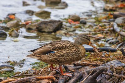 Duck walks on the beach