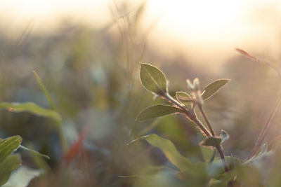 Close-up of plant growing on field