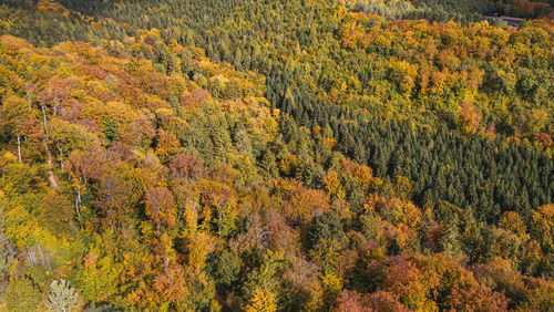 High angle view of pine trees in forest during autumn