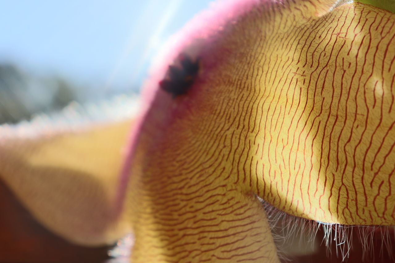 CLOSE-UP OF AN ANIMAL EYE