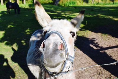 Portrait of horse on field