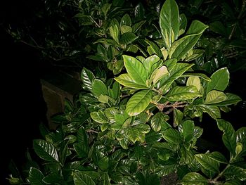 Close-up of green leaves on plant