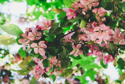 Close-up of pink bougainvillea blooming on tree
