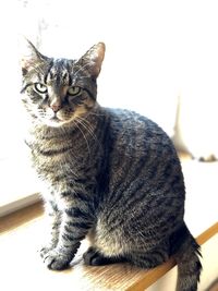 Close-up portrait of a cat looking away