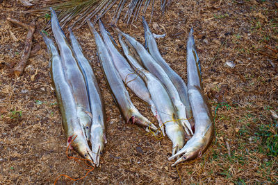 High angle view of fishes on ground