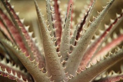 Full frame shot of succulent plant