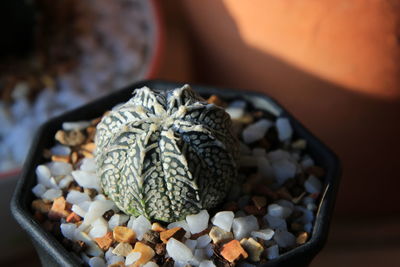 High angle view of cactus on table