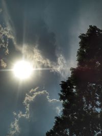 Low angle view of trees against sky