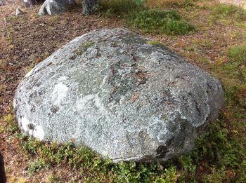 High angle view of rock on field