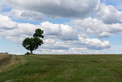 A lonesome tree on a field against a sky with clouds